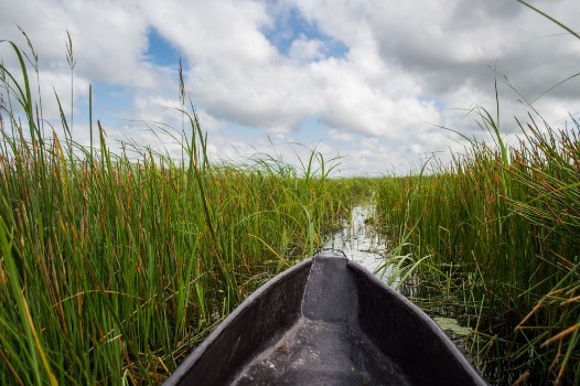Picture of Mokoro Canoe Trip in the Okavango Delta near Maun Botswana