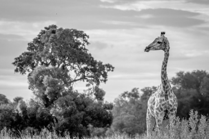 Afbeeldingen van Giraffe in the grass in black and white