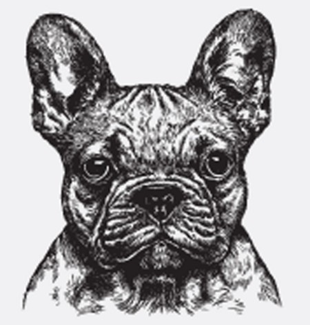 Bild på Highly detailed hand drawn French Bulldog vector illustration