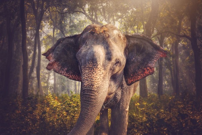 Afbeeldingen van Elephants in Chitwan
