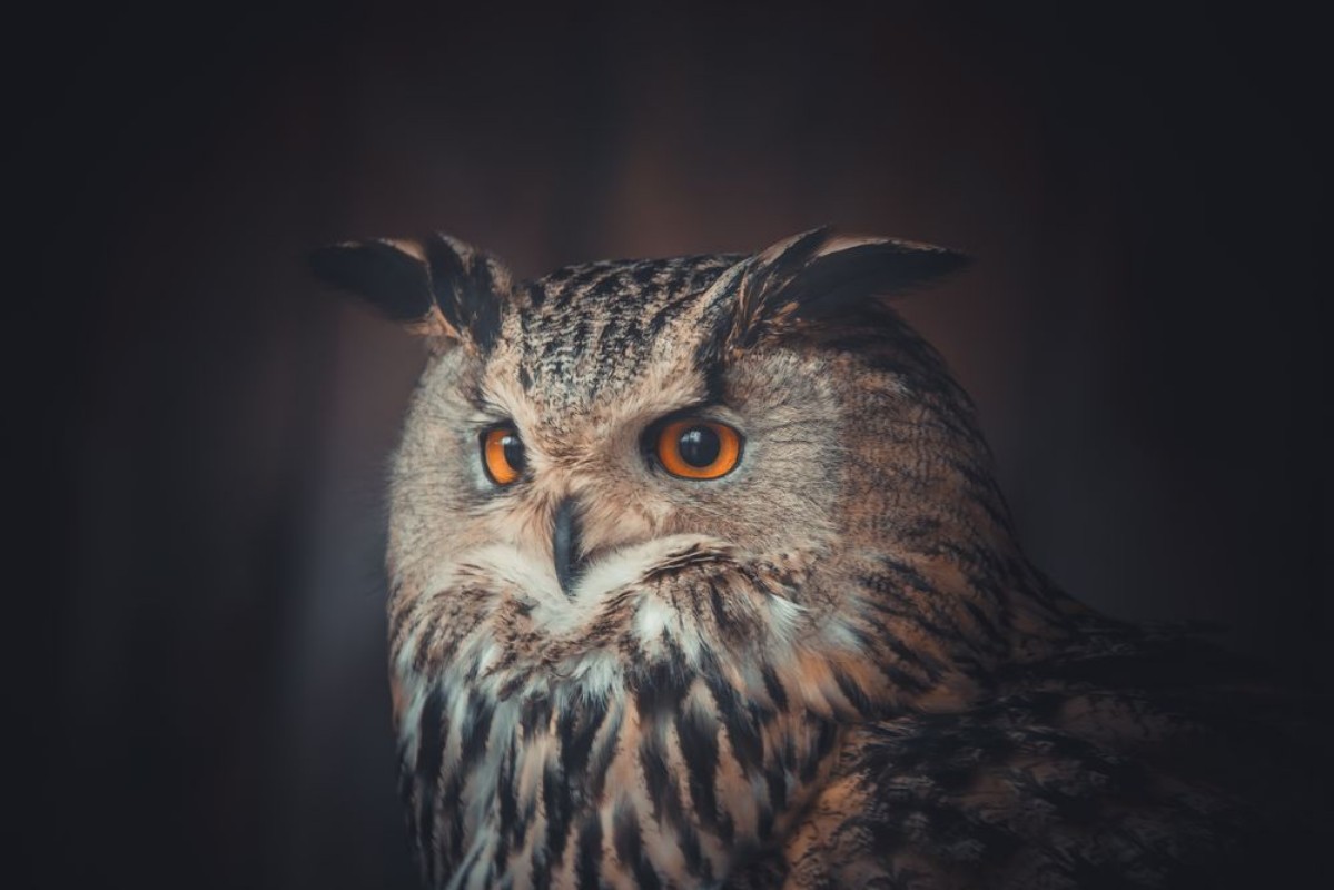 Image de Eagle owl