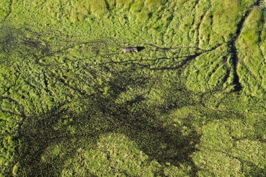 Picture of Aerial View of Hippo in the Okavango Delta