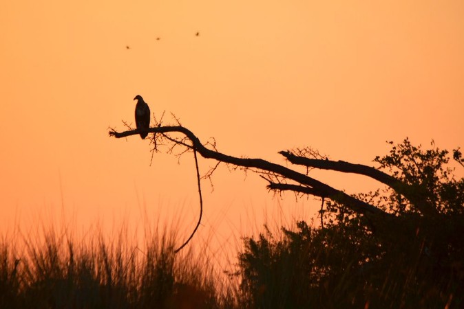 Bild på Fish Eagle Sunset in the Okavango Delta