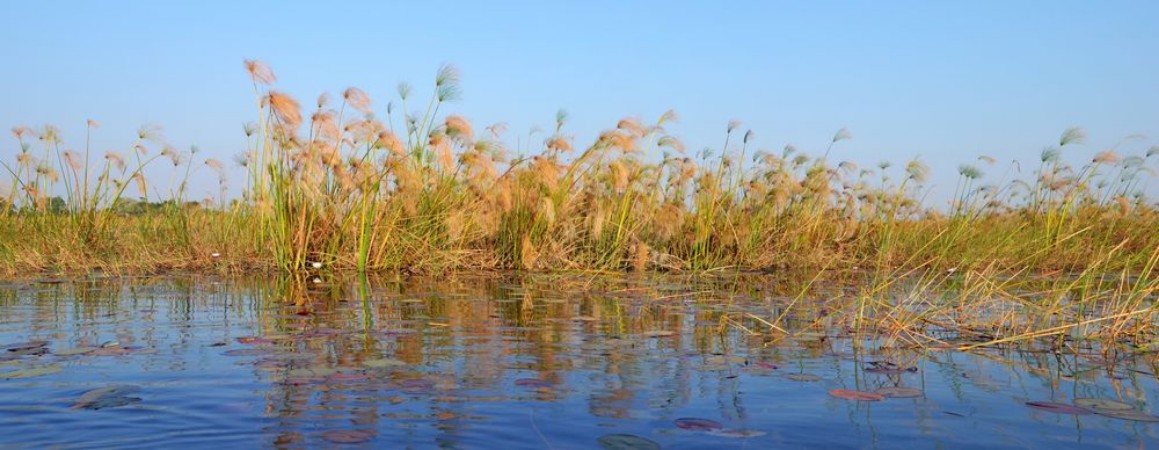 Afbeeldingen van Okavango Delta