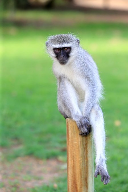Afbeeldingen van Koczkodan Vervet Monkey Chlorocebus pygerythrus w parku narodowym Augrabies