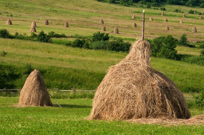 Afbeeldingen van Field with haystacks Rural landscape hey rolls on the field at the mountain in Ukraine