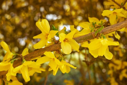 Picture of Forsythia