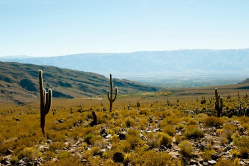 Picture of Cardon Cactus - Argentina