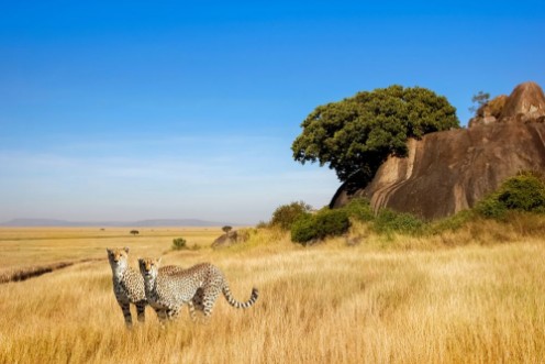 Afbeeldingen van A group of cheetahs in the savanna in the national park of Africa