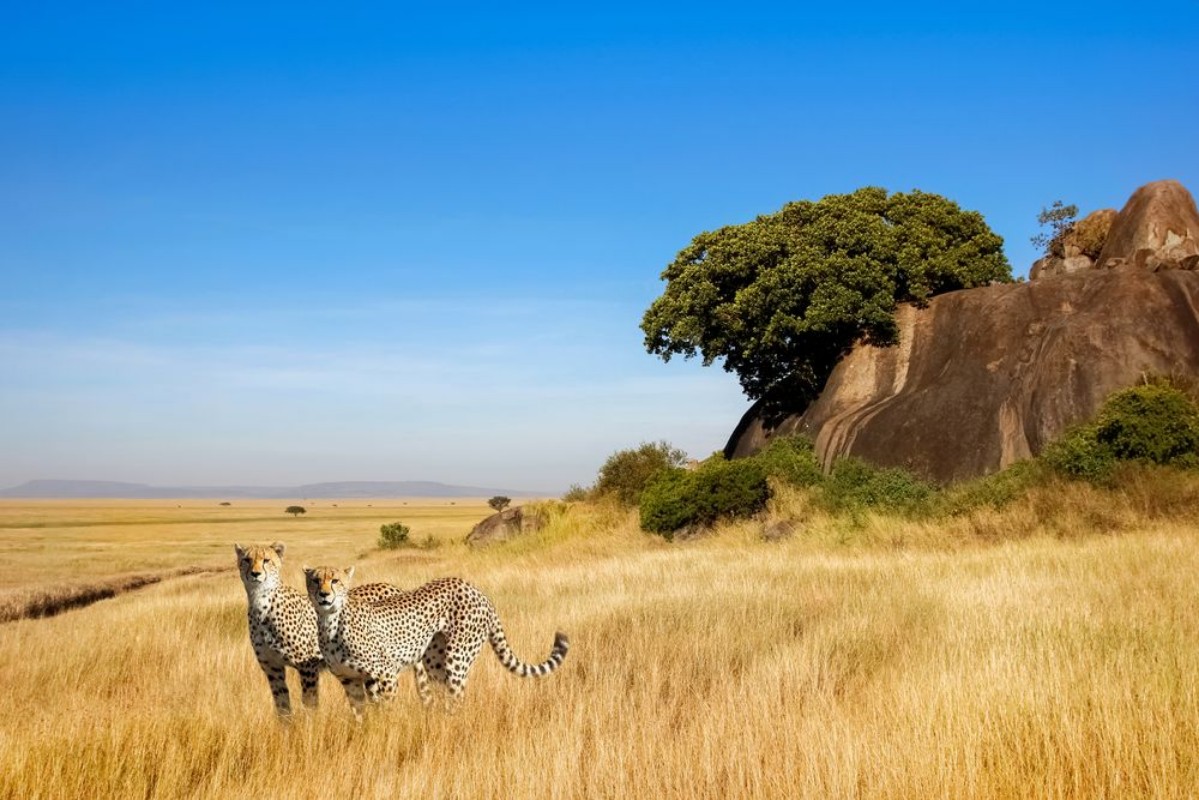 Afbeeldingen van A group of cheetahs in the savanna in the national park of Africa