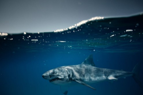 Bild på Great White Shark