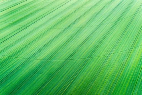 Afbeeldingen van Green wheat field with  center irrigation system track