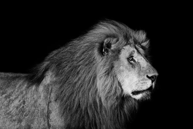 Afbeeldingen van Portrait of big Lion Romeo 2 of Double Cross Pride in Masai Mara with black background