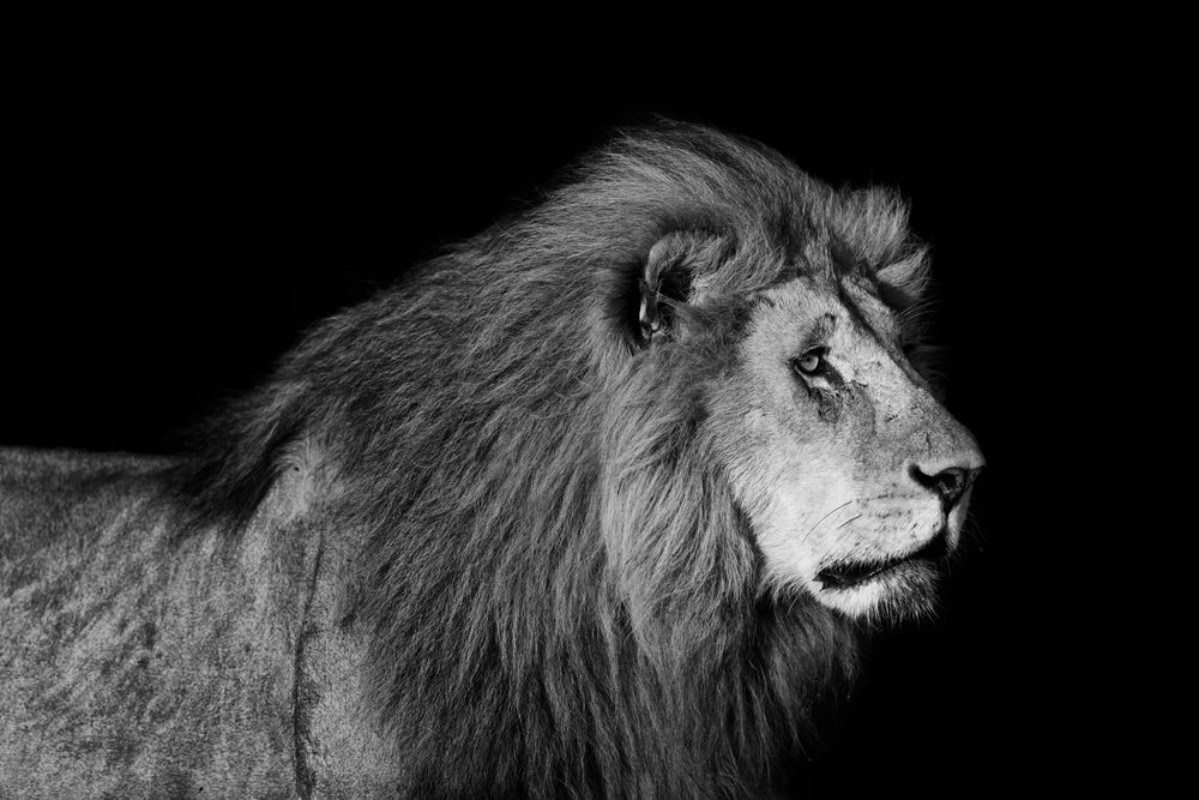 Afbeeldingen van Portrait of big Lion Romeo 2 of Double Cross Pride in Masai Mara with black background