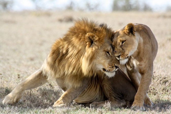 Afbeeldingen van Lions in love