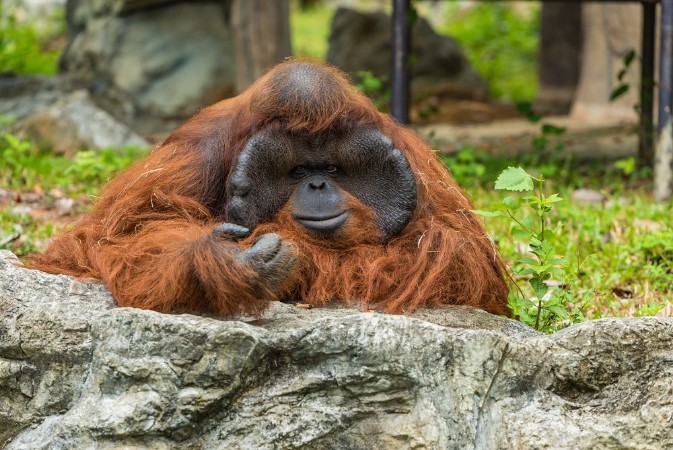 Picture of Male Orangutan has been confined in the zoo for many years showing the boring face