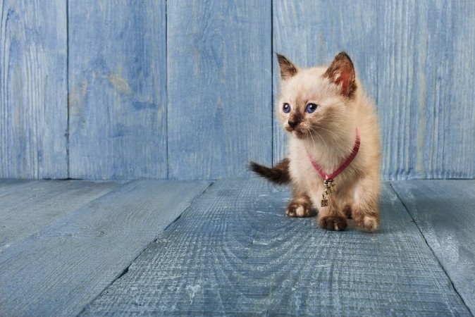 Bild på White kitten at blue wood