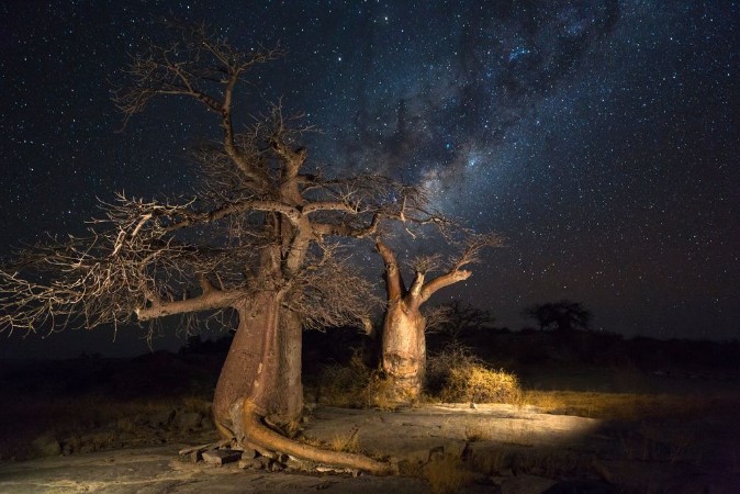 Picture of Baobab trees and the milkyway
