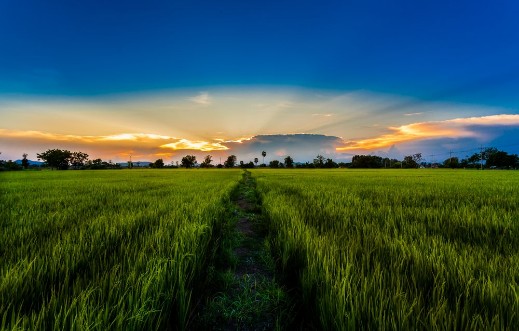 Afbeeldingen van Rice green fields in sunset time