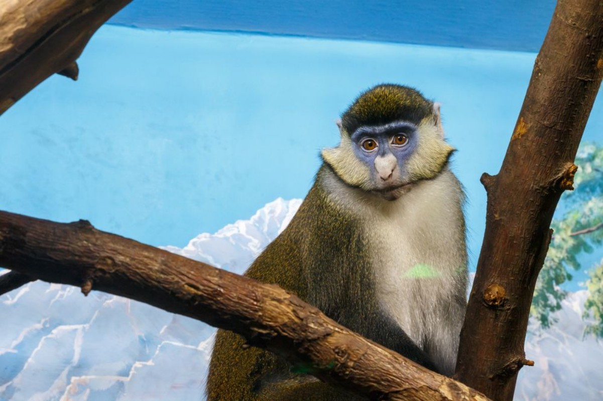 Bild på Monkey with sad eyes on a tree branch