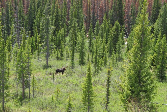 Image de Feeding moose