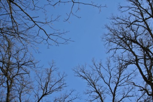 Bild på Tree branches silhouettes
