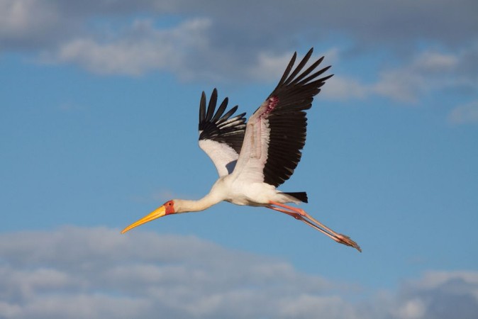 Picture of Yellow Billed Stork Zimbabwe