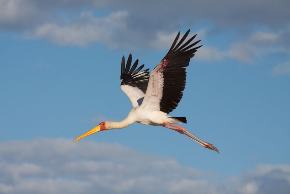 Afbeeldingen van Yellow Billed Stork Zimbabwe