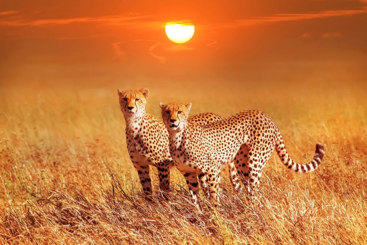 Afbeeldingen van Two cheetahs in the Serengeti National Park Synchronous position 