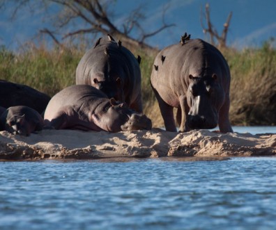Afbeeldingen van Hippos on the Zambezi River Zimbabwe and Zambia