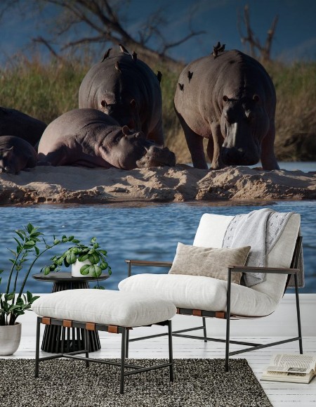 Picture of Hippos on the Zambezi River Zimbabwe and Zambia