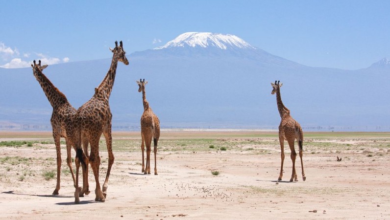 Bild på Giraffe con Kilimangiaro