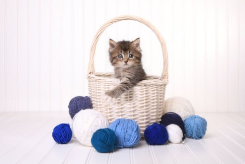 Cute Kitten in a Basket With Yarn on White photowallpaper Scandiwall