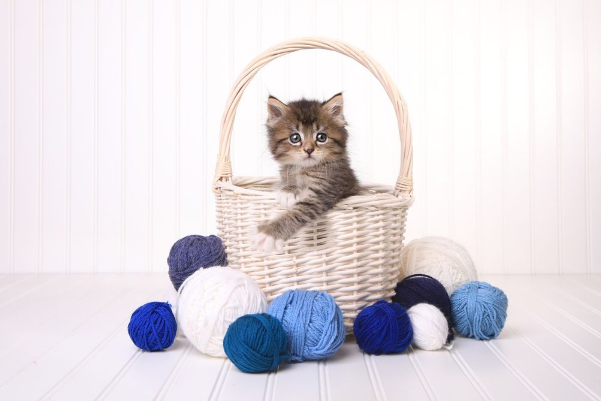 Bild på Kitten in Yarn Basket