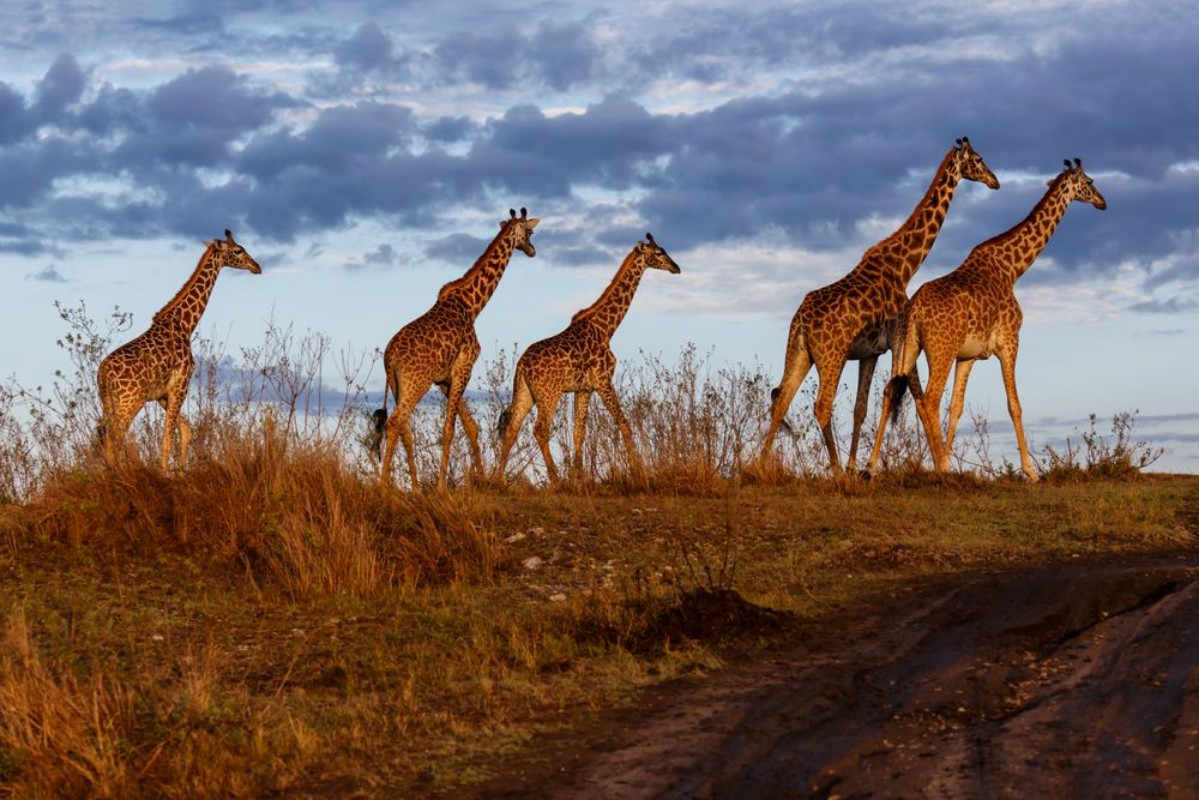 Afbeeldingen van Giraffes in the Masai Mara National Reserve in Kenya
