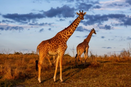 Afbeeldingen van Giraffes with morning clouds in the Masai Mara National Reserve in Kenya