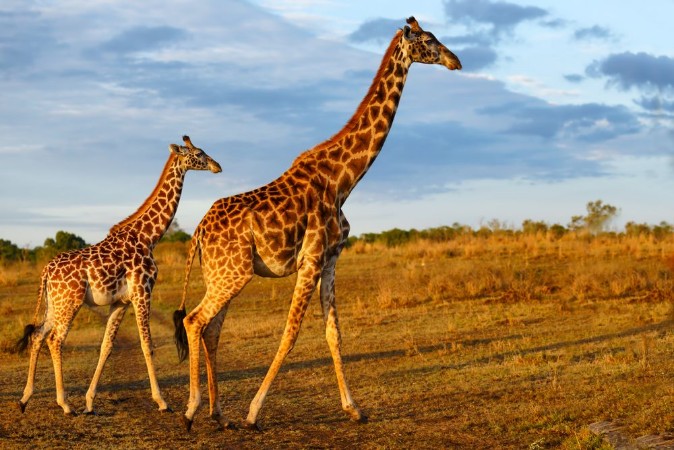 Image de Giraffe with calf in the Masai Mara National Reserve in Kenya