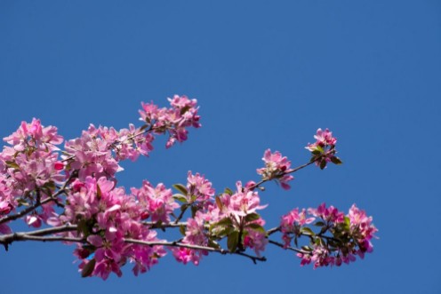 Picture of Crab apple branch with multiple pink and fuchsia blossoms and buds against a deep blue cloudless sky Photographed in natural light with shallow depth of field Image has copy space