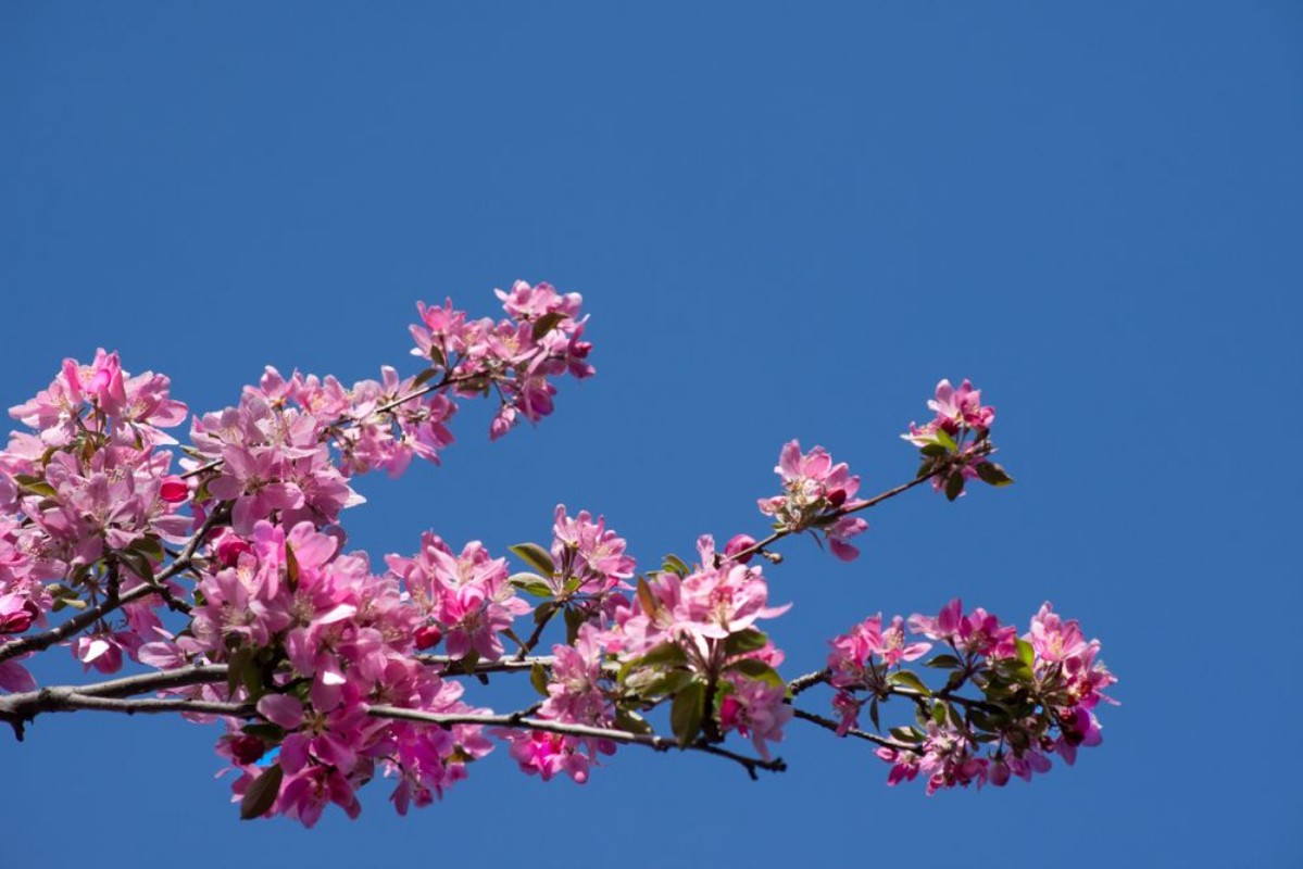 Afbeeldingen van Crab apple branch with multiple pink and fuchsia blossoms and buds against a deep blue cloudless sky Photographed in natural light with shallow depth of field Image has copy space