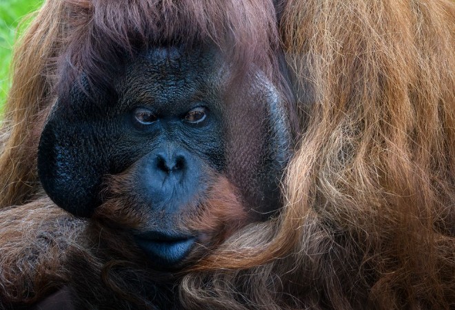 Orang-Utan Seitenblickportrait photowallpaper Scandiwall