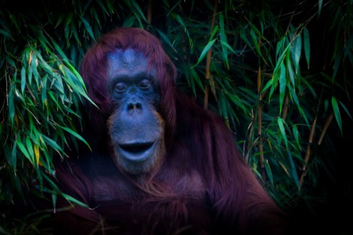 Afbeeldingen van Freundlicher Orang-Utan