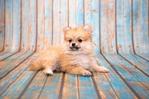 Bild på Pomeranian on blue wooden background