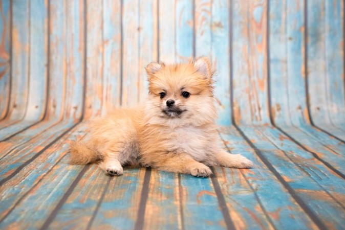 Picture of Pomeranian on blue wooden background