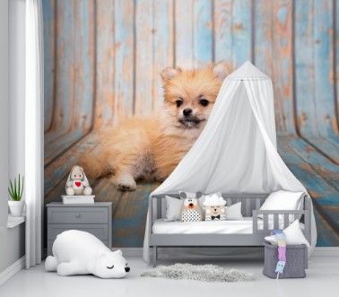 Afbeeldingen van Pomeranian on blue wooden background