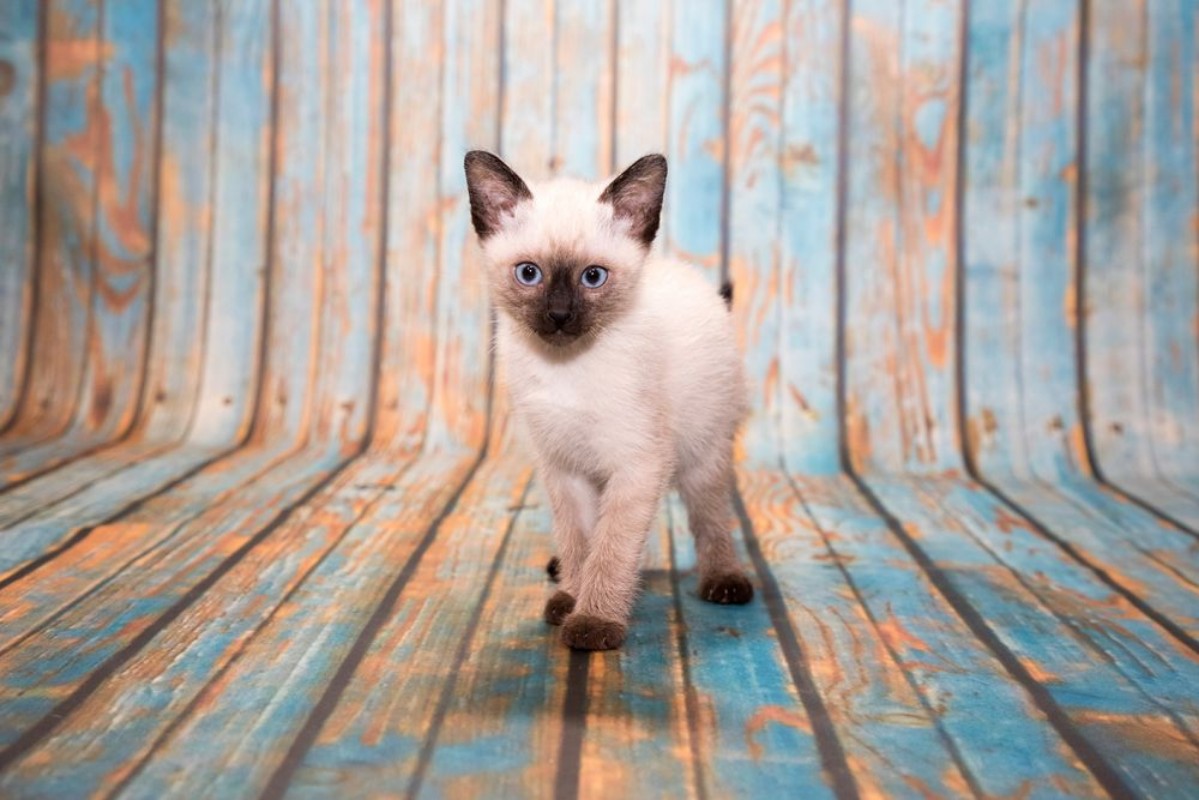 Image de Siamese on blue wooden background