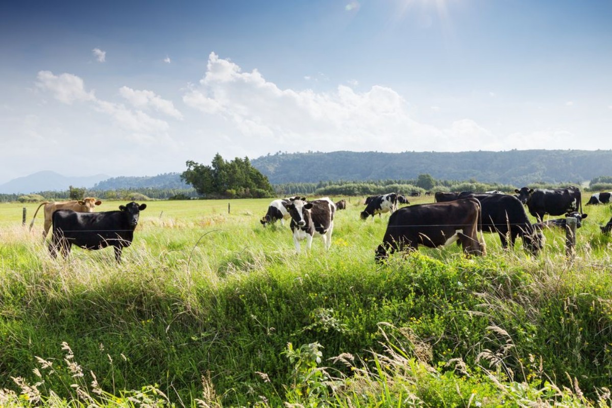 Image de Vaches pâturant