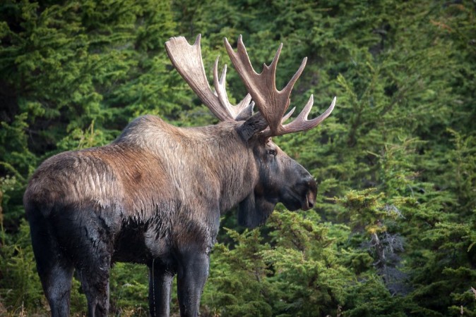 Bild på Alaska Moose
