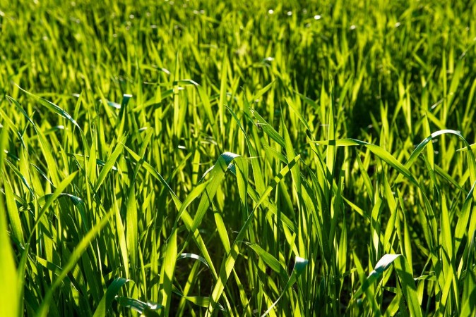 Bild på Frisches Grnes Gras im Sonnenlicht