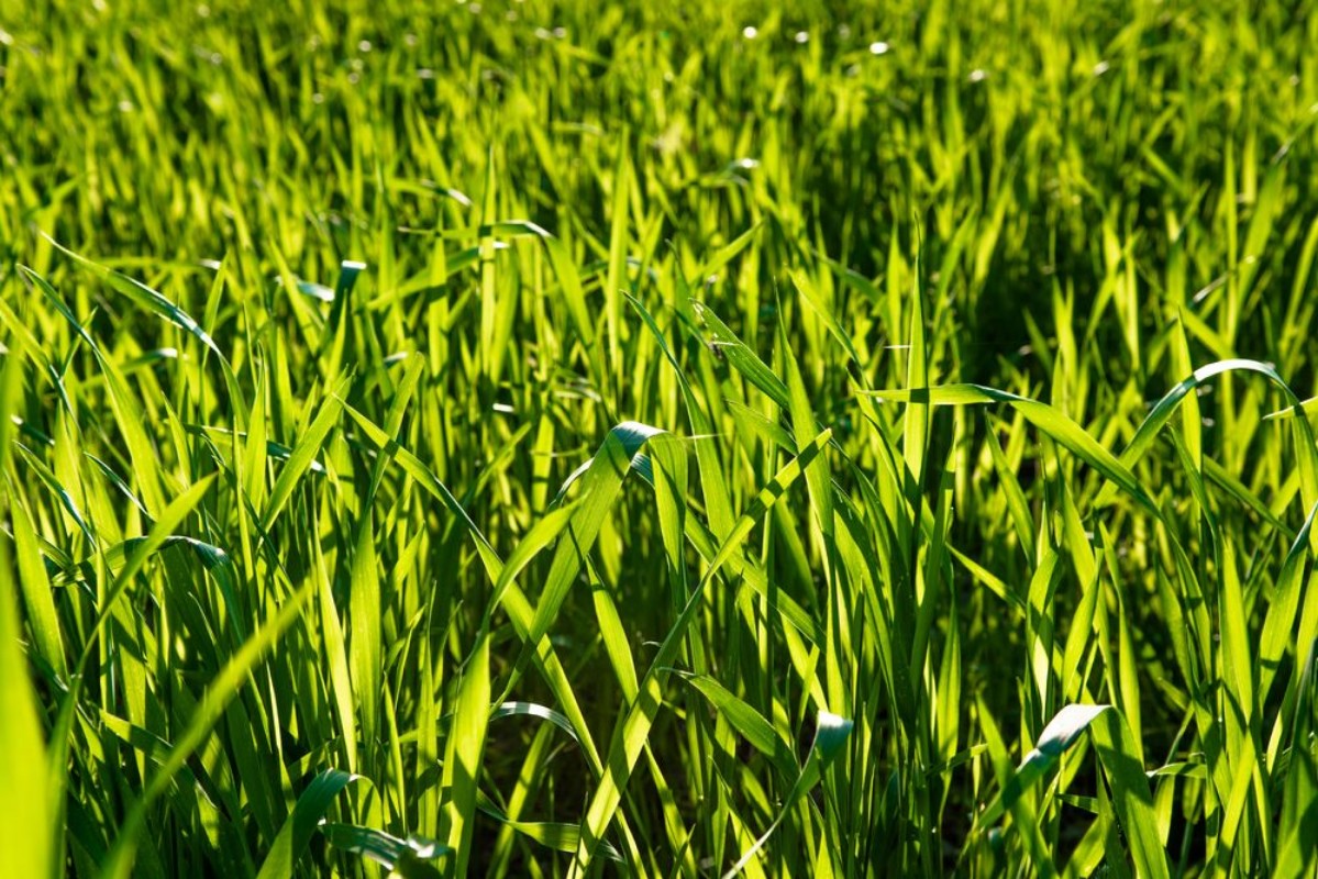 Image de Frisches Grnes Gras im Sonnenlicht