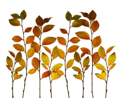 Picture of Autumn twigs border with ginger green and yellow leaves
